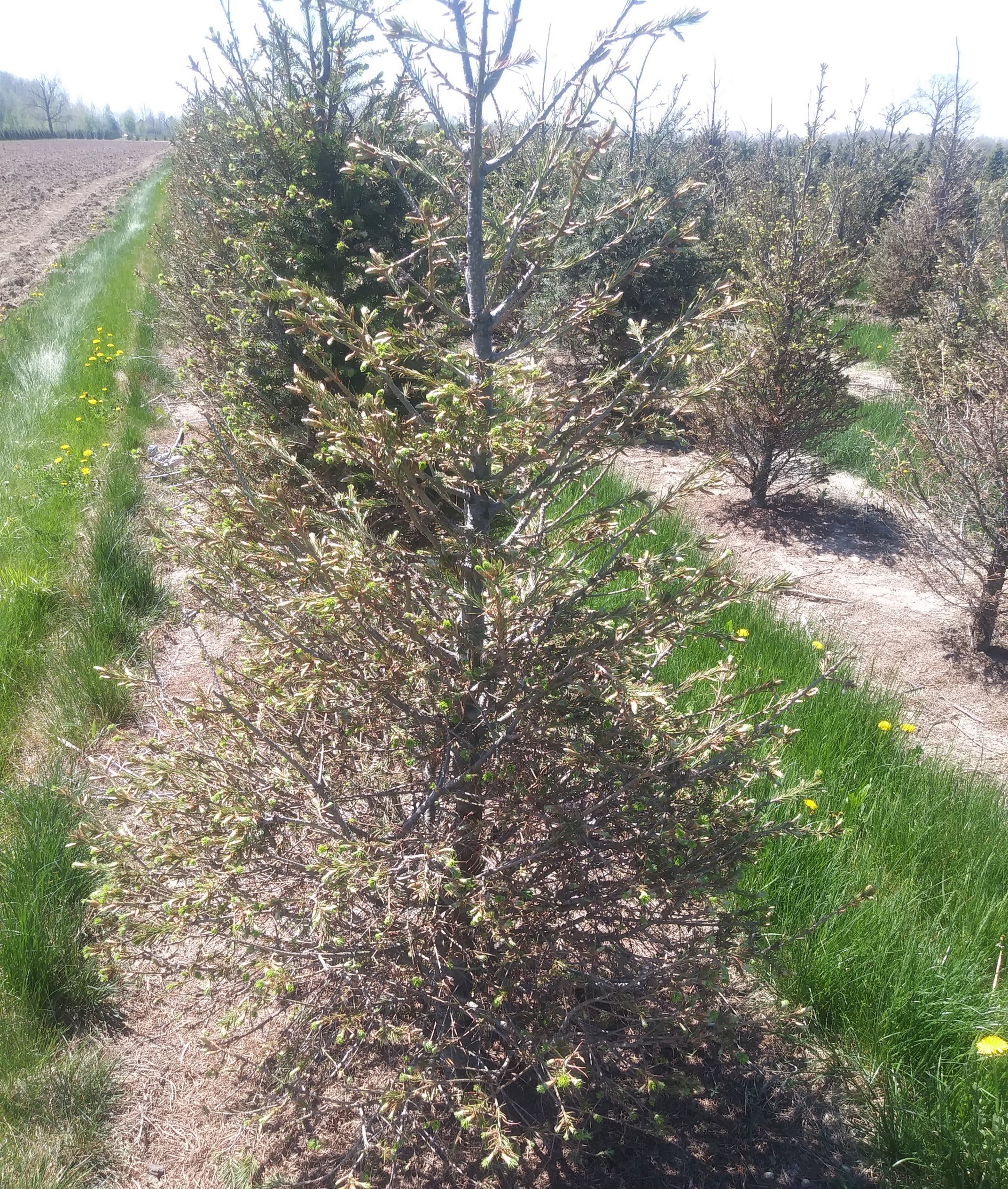 Severe needlecast disease in Douglas fir.